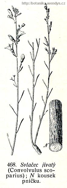 Dalbergie černá - Dalbergia nigra