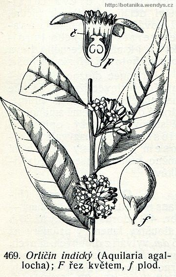 Orličín indický - Aquilaria agallocha