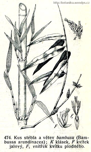 Bambus obecný - Bambusa arundinacea