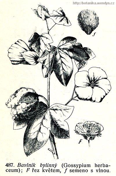 Bavlník bylinný - Gossypium herbaceum
