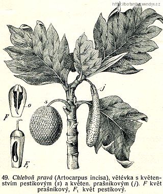 Chlebovník (bredfrut) - Artocarpus altilis