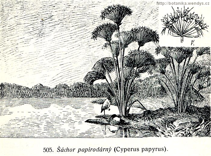 Šáchor pravý - Cyperus papyrus