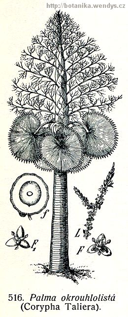 Talipot - Corypha umbraculifera