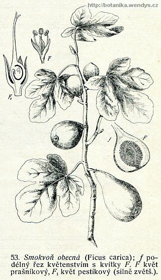 Fíkovník smokvoň - Ficus carica