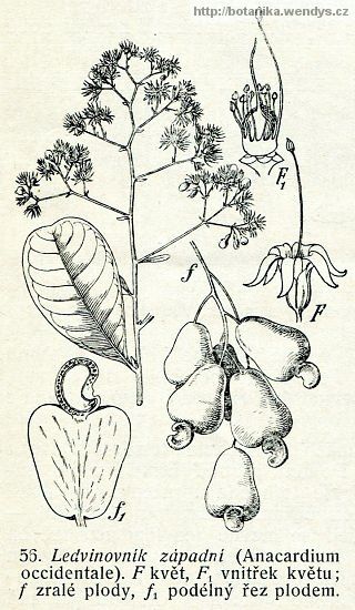 Ledvinovník západní - Anacardium occidentale