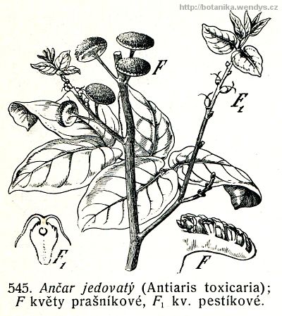Ančar jedovatý - Antiaris toxicaria