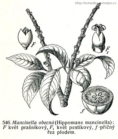 Mancinella obecná - Hippomane mancinela
