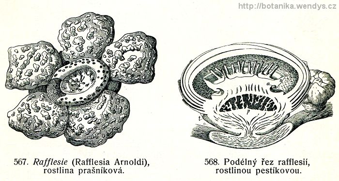 Raflézie - Rafflesia arnoldii