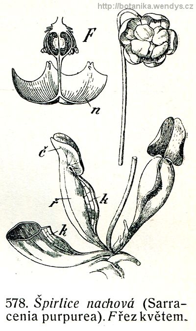 Špirlice nachová - Sarracenia purpurea