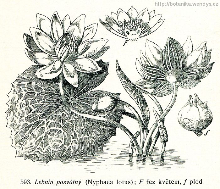 Leknín posvátný - Nymphaea lotus