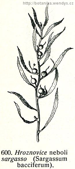 Hroznovice ostropuchýřná - Sargassum natans