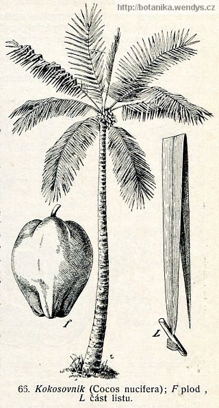 Kokosovník - Cocos nucifera