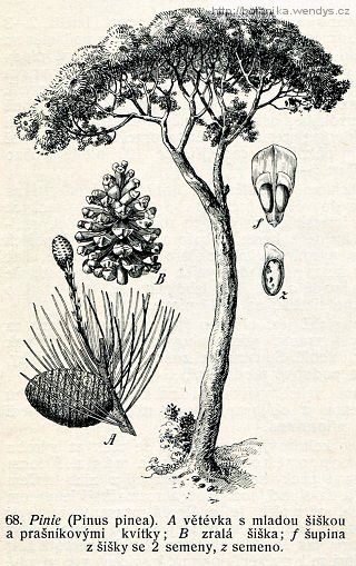Borovice pinie - Pinus pinea