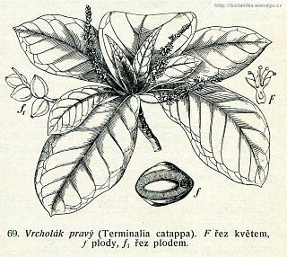 Vrcholák pravý - Terminalia catappa