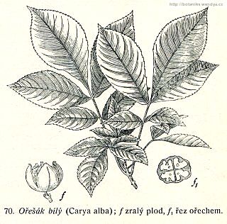 Ořechovec - Carya ovata