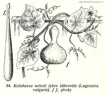 Lagenárie - kalabasa - Lagenaria siceraria