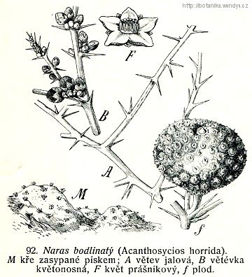 Naras bodlinatý - Acanthosicyos horrida
