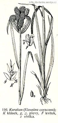 Kalužnice křivoklasá - Eleusine coracana