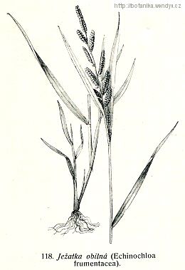 Ježatka obilní - Echinochloa frumentacea