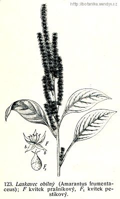 Laskavec červenoklasý - Amaranthus hypochondriacus