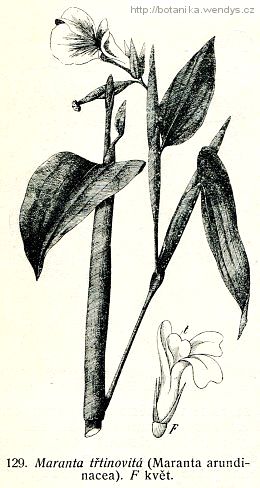 Maranta třtinovitá - Maranta arundinacea