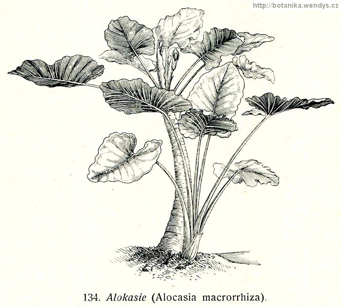 Taro - Colocasia esculenta
