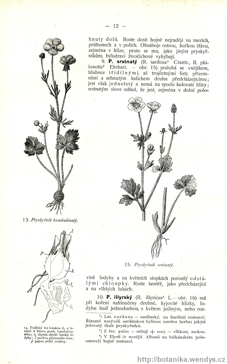 Názorná květena zemí koruny české, svazek 2, strana 12