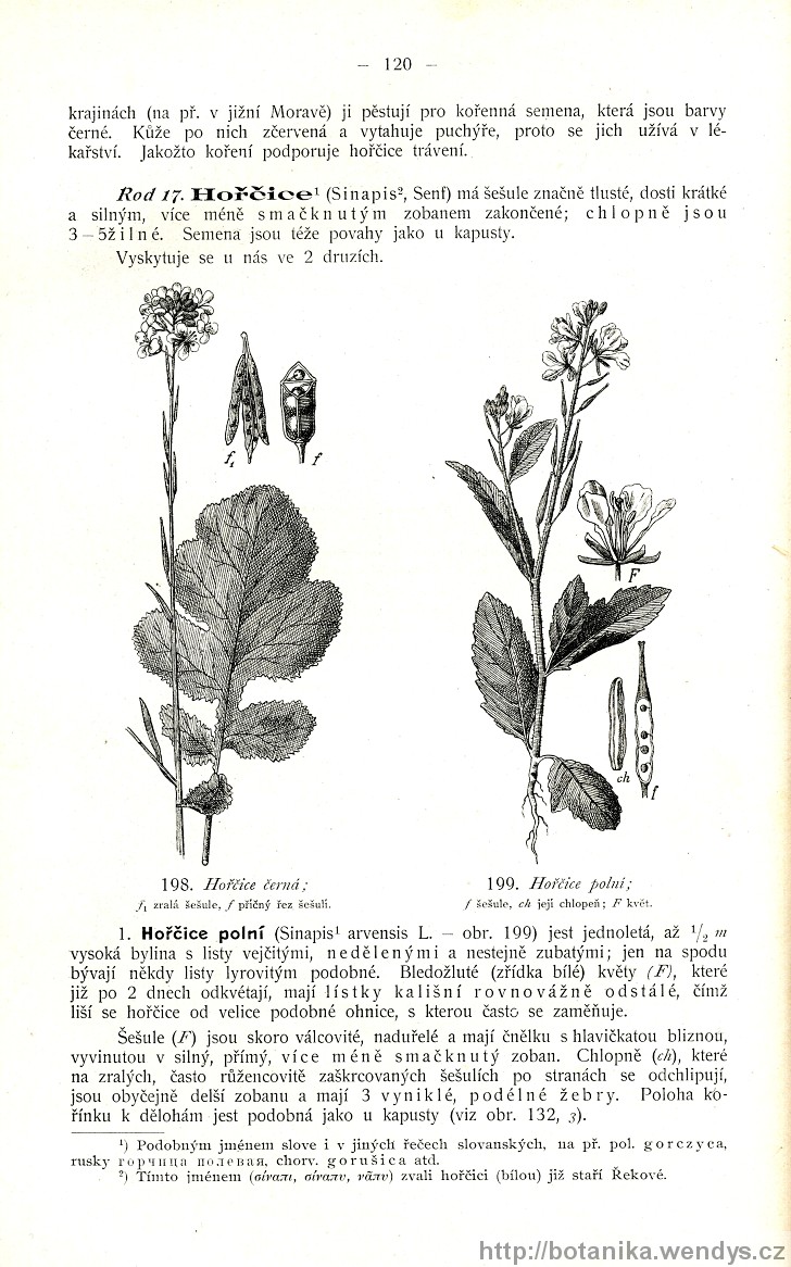 Názorná květena zemí koruny české, svazek 2, strana 120