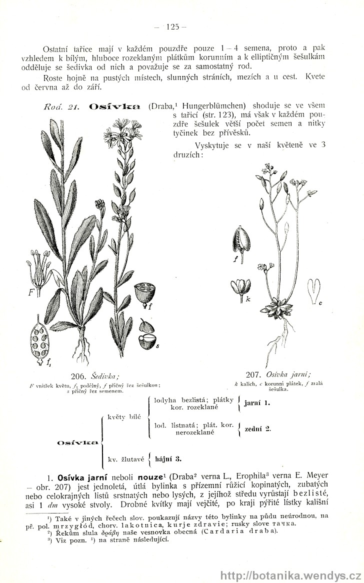 Názorná květena zemí koruny české, svazek 2, strana 125