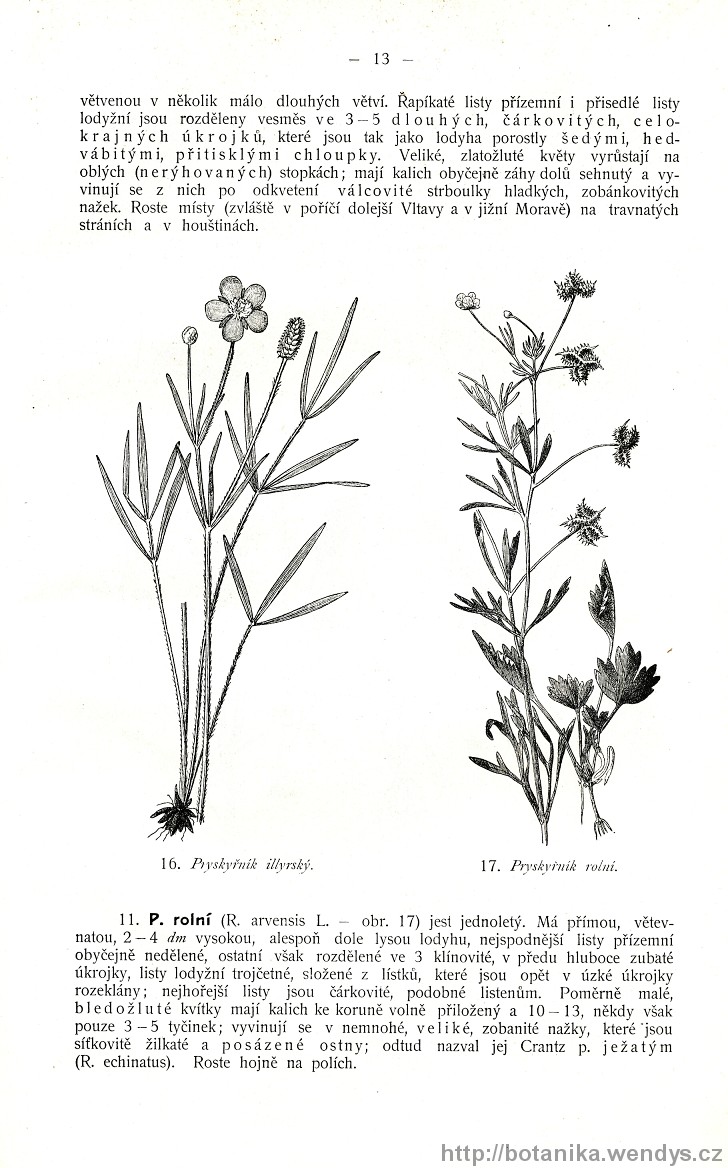 Názorná květena zemí koruny české, svazek 2, strana 13