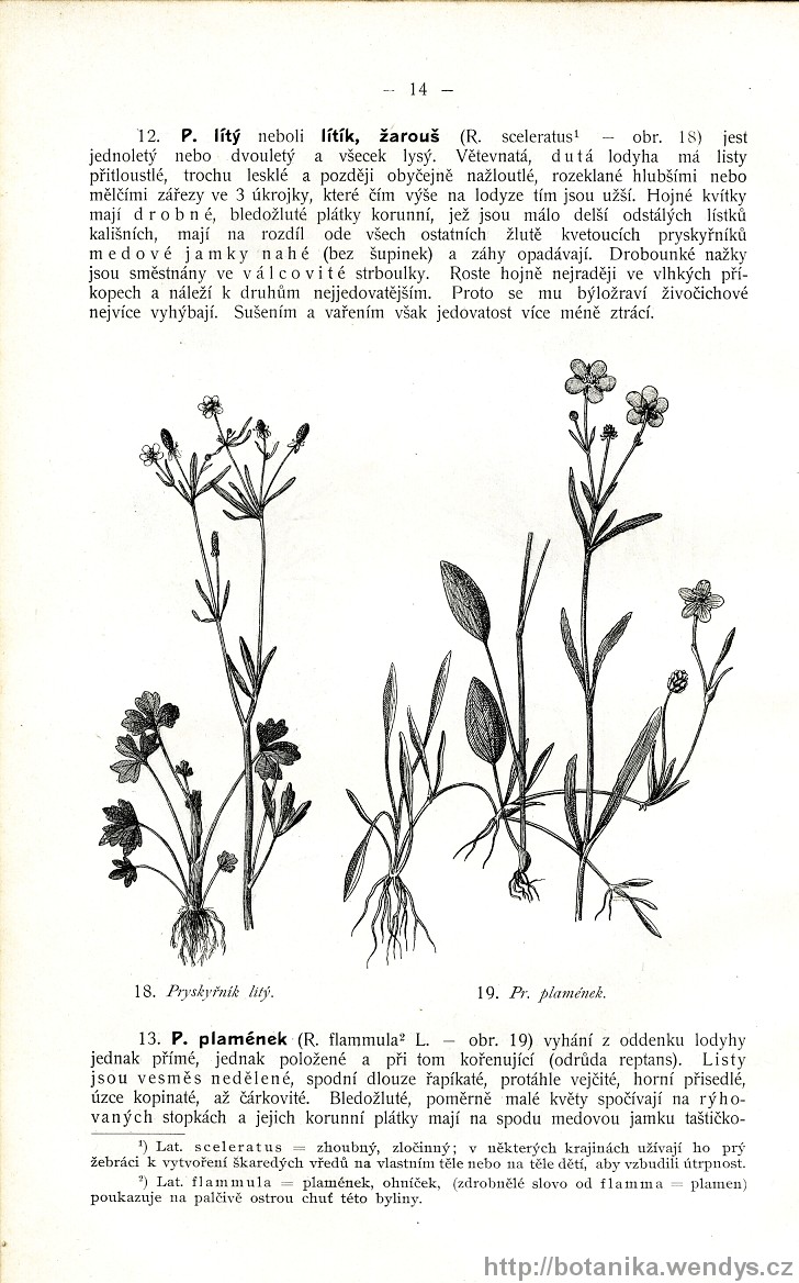 Názorná květena zemí koruny české, svazek 2, strana 14