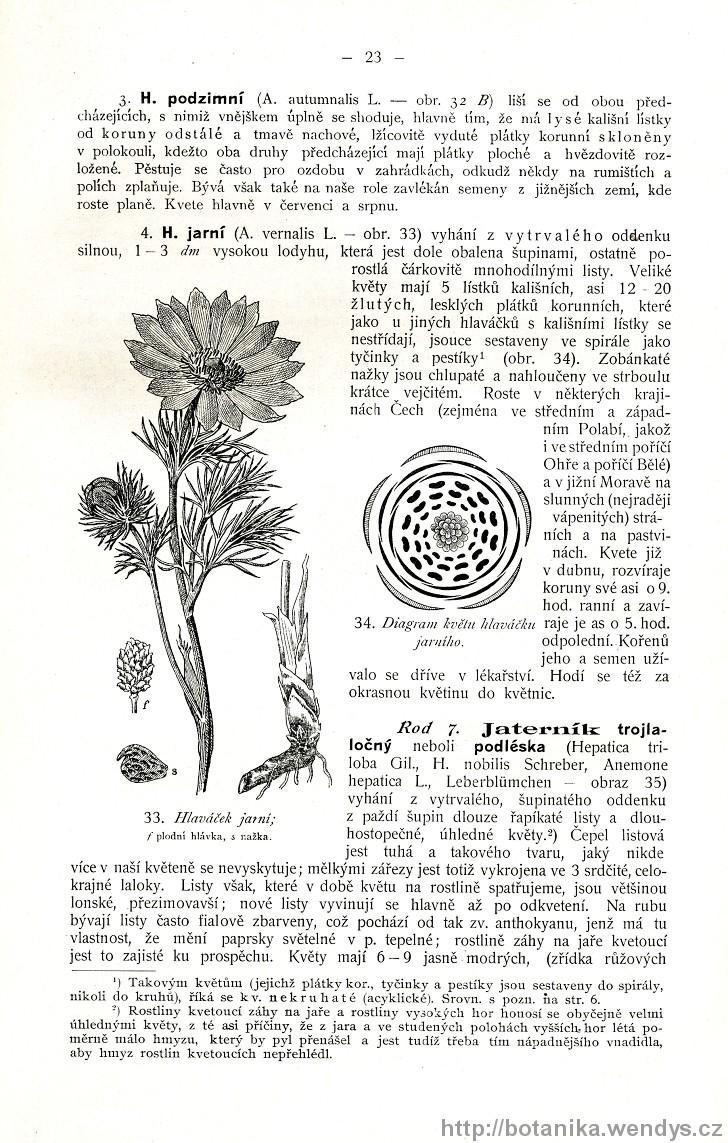 Názorná květena zemí koruny české, svazek 2, strana 23