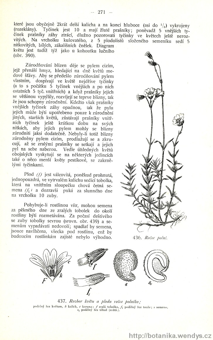 Názorná květena zemí koruny české, svazek 2, strana 271