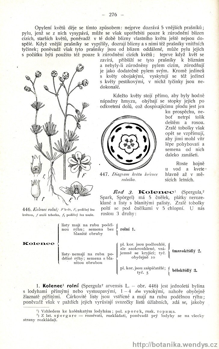 Názorná květena zemí koruny české, svazek 2, strana 276