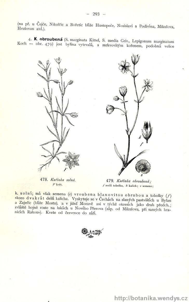 Názorná květena zemí koruny české, svazek 2, strana 293