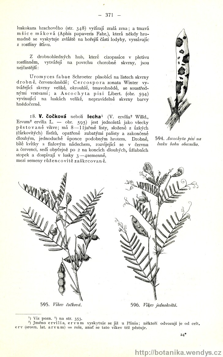 Názorná květena zemí koruny české, svazek 2, strana 371