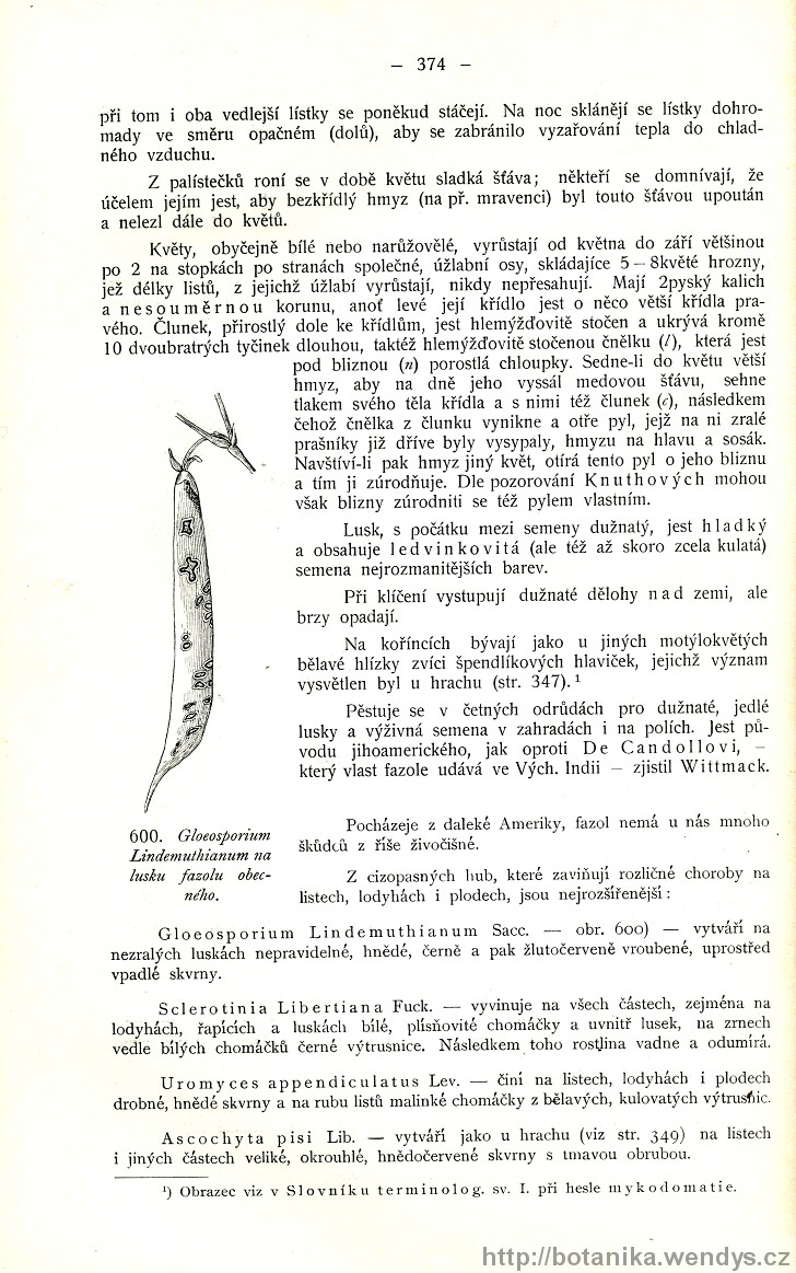Názorná květena zemí koruny české, svazek 2, strana 374
