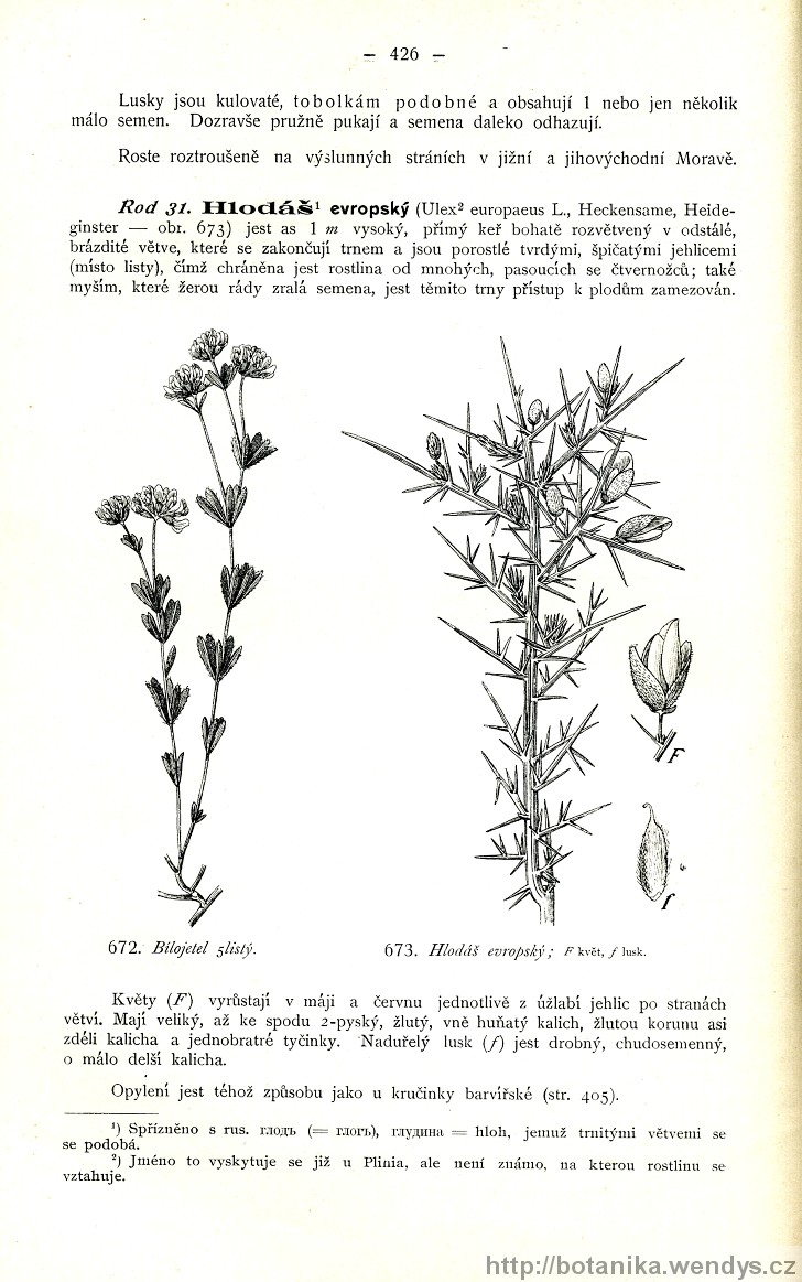 Názorná květena zemí koruny české, svazek 2, strana 426