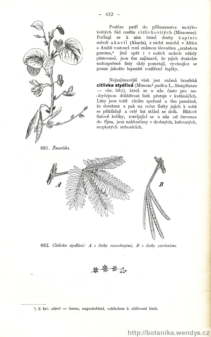 Názorná květena zemí koruny české, svazek 2, strana 432