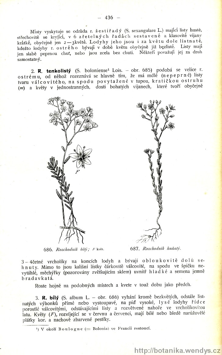 Názorná květena zemí koruny české, svazek 2, strana 436