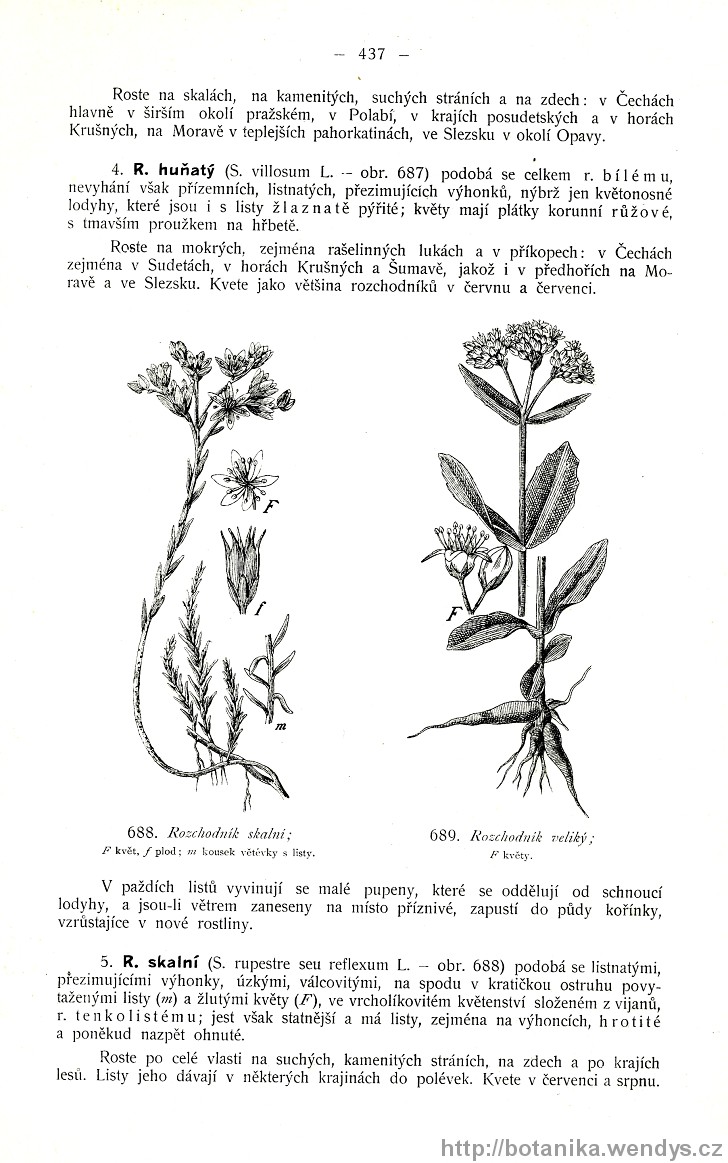 Názorná květena zemí koruny české, svazek 2, strana 437