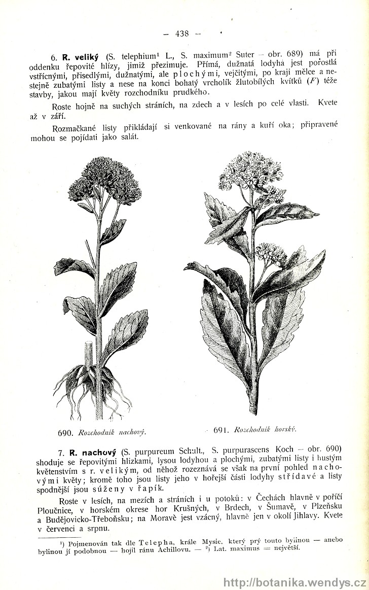 Názorná květena zemí koruny české, svazek 2, strana 438