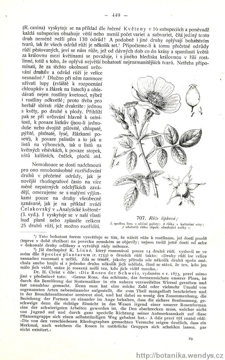 Názorná květena zemí koruny české, svazek 2, strana 449