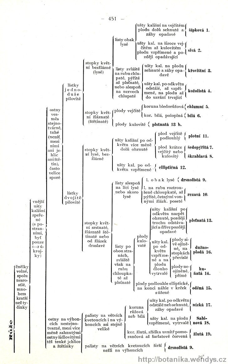 Názorná květena zemí koruny české, svazek 2, strana 451