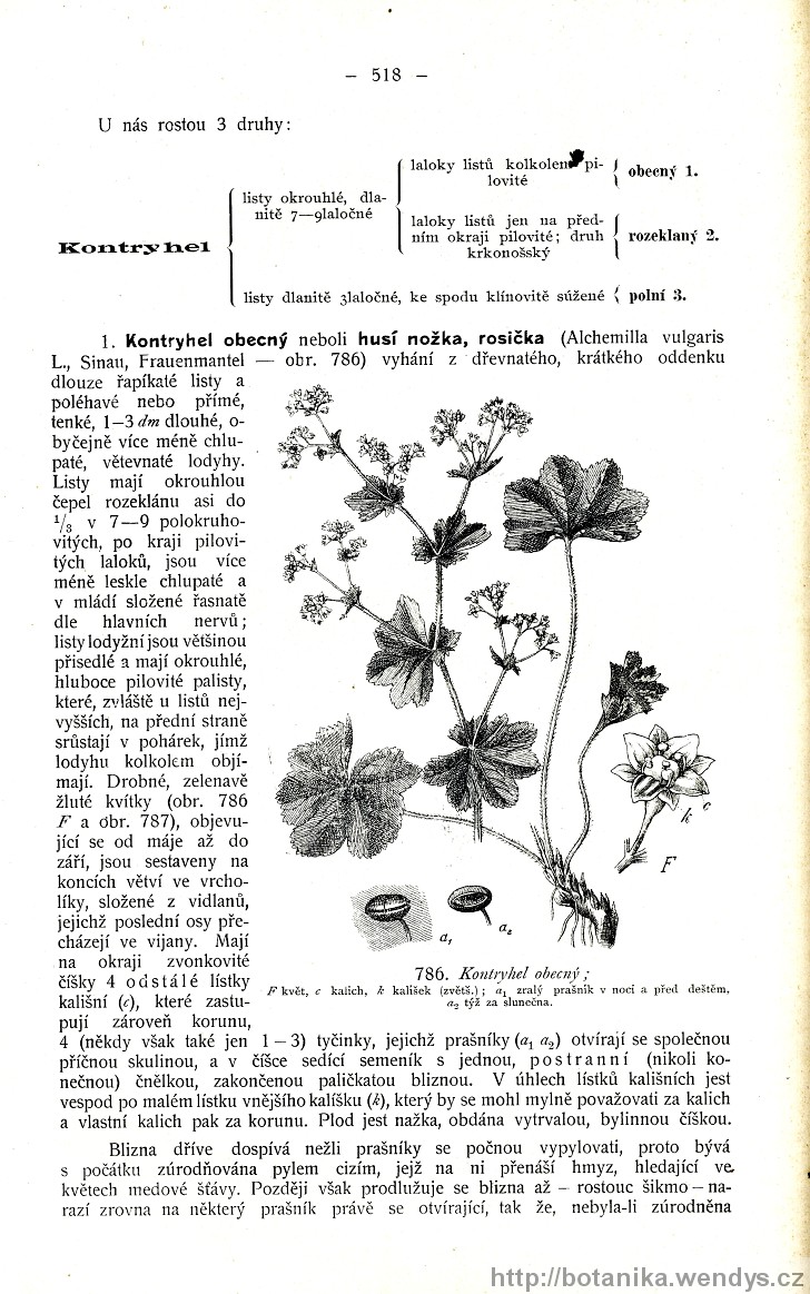 Názorná květena zemí koruny české, svazek 2, strana 518