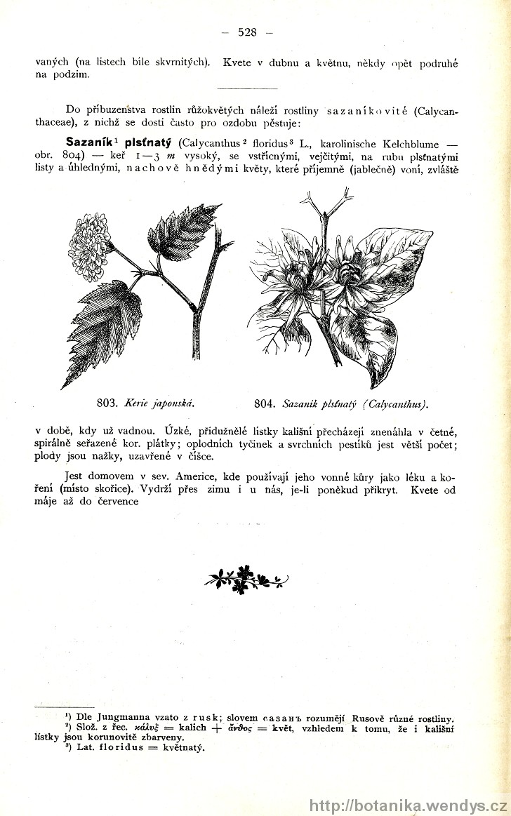 Názorná květena zemí koruny české, svazek 2, strana 528