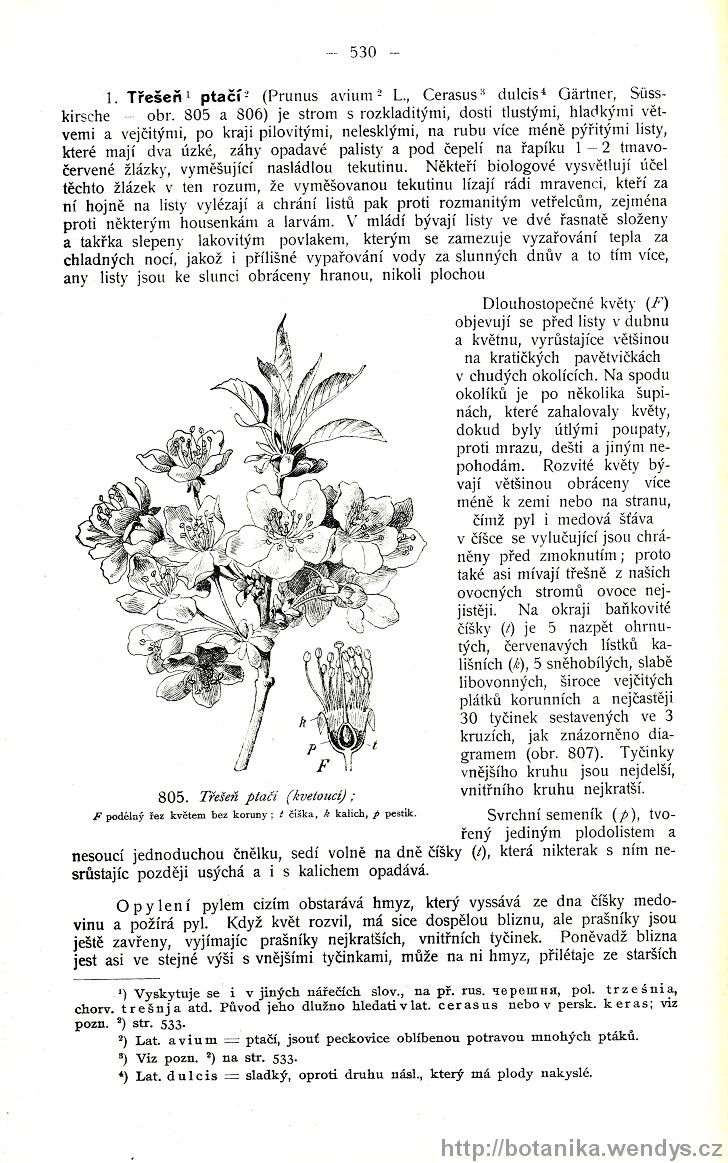 Názorná květena zemí koruny české, svazek 2, strana 530
