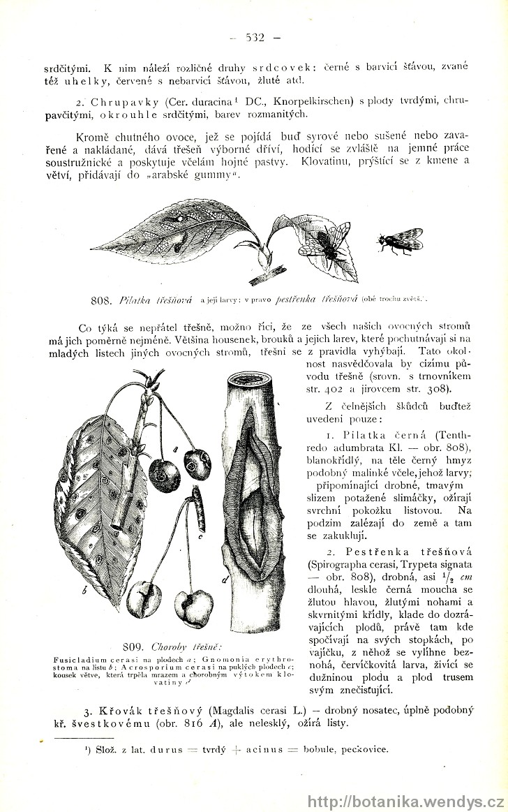Názorná květena zemí koruny české, svazek 2, strana 532