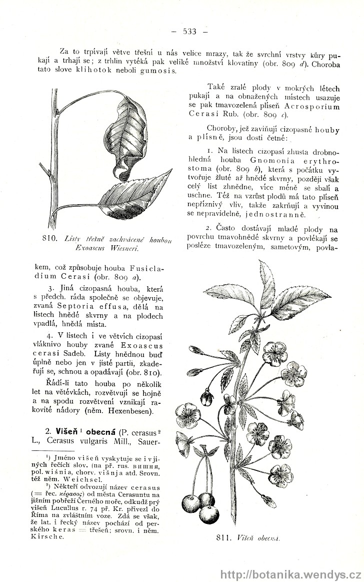Názorná květena zemí koruny české, svazek 2, strana 533