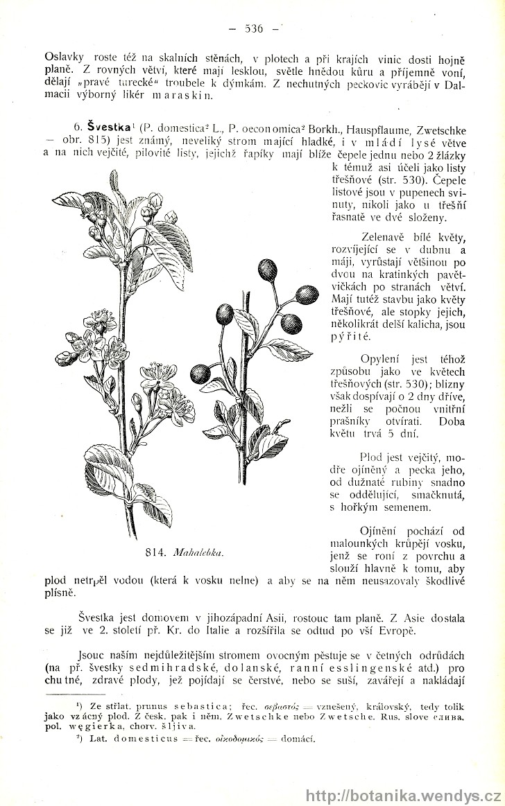 Názorná květena zemí koruny české, svazek 2, strana 536